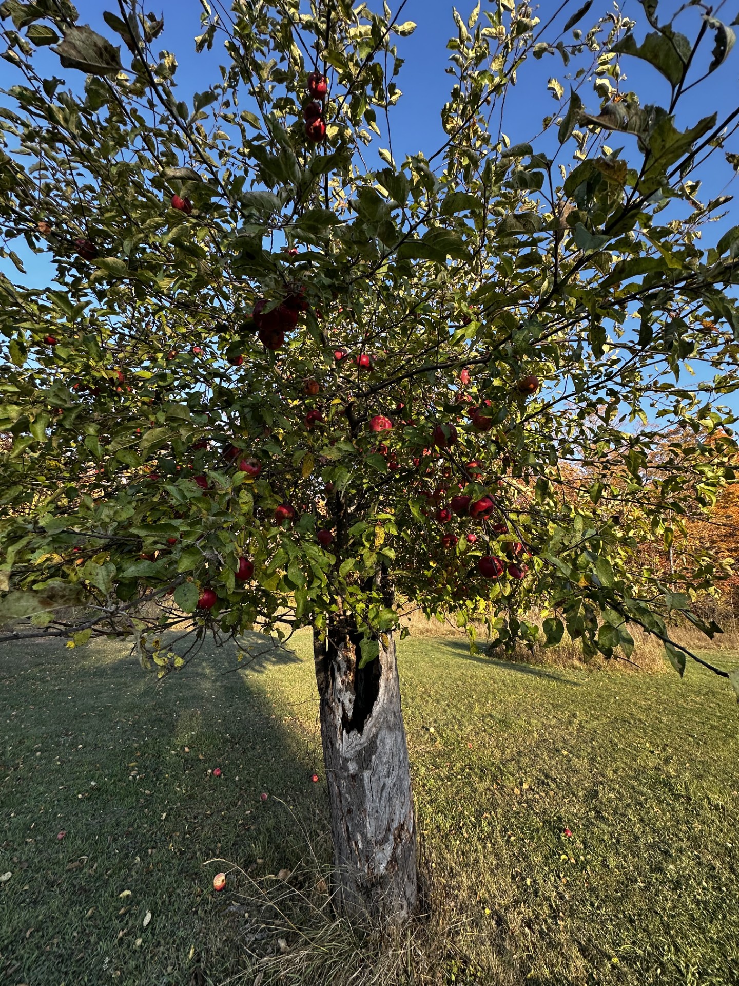 The Apple Tree