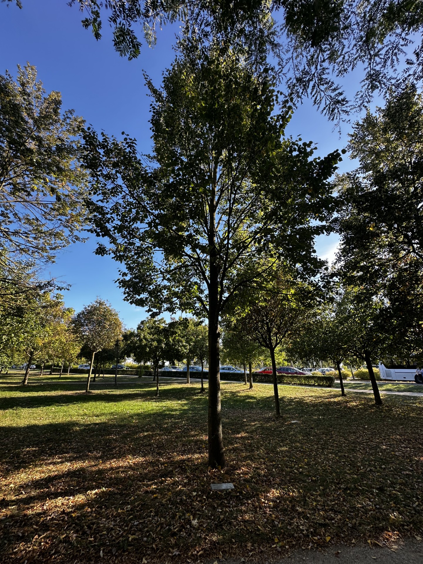 Luthergarten